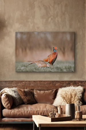 Pheasant wall art – canvas framed print Kansas prairie fine art photography by Debra Gail Fine Art