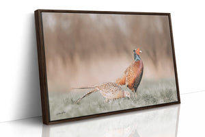 Pheasant wall art – canvas framed print Kansas prairie fine art photography by Debra Gail Fine Art
