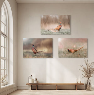 Pheasant wall art – canvas framed print Kansas prairie fine art photography by Debra Gail Fine Art