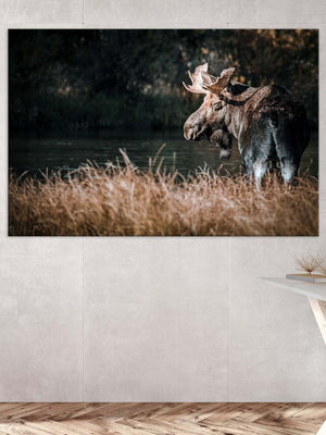 Moose wall art – rustic wildlife fine art photography by Debra Gail Fine Art