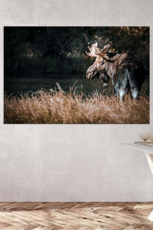 Moose wall art – rustic wildlife fine art photography by Debra Gail Fine Art