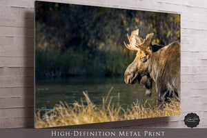 Moose wall art – rustic wildlife fine art photography by Debra Gail Fine Art