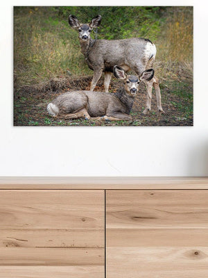 Deer wall art – rustic prairie wildlife fine art print by Debra Gail Fine Art