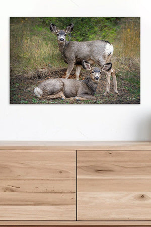 Deer wall art – rustic prairie wildlife fine art print by Debra Gail Fine Art