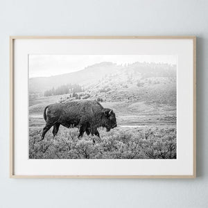 Bison wall art – black and white rustic prairie photography print by Debra Gail Fine Art