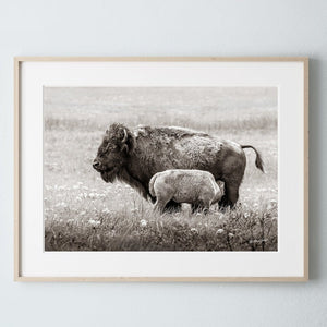 Bison wall art – rustic prairie photography print by Debra Gail Fine Art