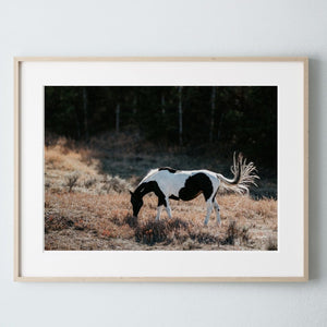 Debra Gail Fine Art Natural Wood Framed Print / 10x8 BEAUTIFUL HORSE ART PRINT - WYOMING PHOTOGRAPHY