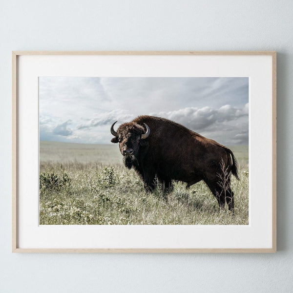 Debra Gail Fine Art Natural Wood Framed Print / 10x8 BIG BISON BULL ON THE PRAIRIE - RUSTIC WALL ART