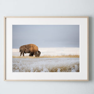 Bison wall art canvas artwork in rustic frame American buffalo Western decor