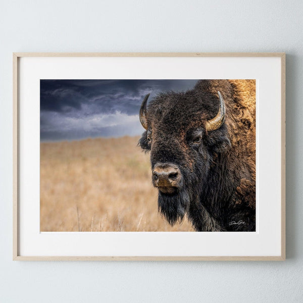 Debra Gail Fine Art Natural Wood Framed Print / 10x8 BISON BULL CLOSE UP PRINT - BUFFALO IN EARTH TONES