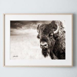 Buffalo Bison wall art canvas – rustic prairie photography print by Debra Gail Fine Art