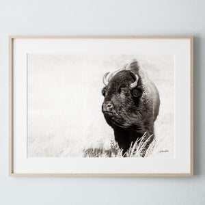 Bison wall art – rustic prairie photography print by Debra Gail Fine Art