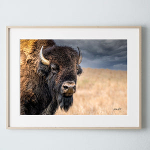 Bison wall art – neutral sepia rustic prairie photography print by Debra Gail Fine Art