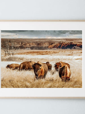 Buffalo Bison wall art canvas – rustic prairie photography print by Debra Gail Fine Art
