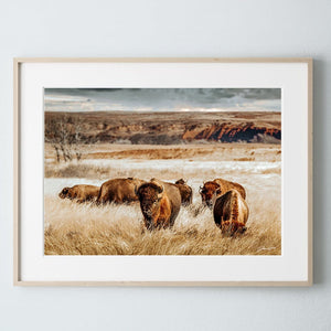 Buffalo Bison wall art canvas – rustic prairie photography print by Debra Gail Fine Art