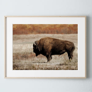 Buffalo Bison wall art canvas – rustic prairie photography print by Debra Gail Fine Art