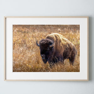 Debra Gail Fine Art Natural Wood Framed Print / 10x8 BISON IN GOLDEN GRASS PRINT - WESTERN ART