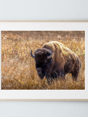 Bison wall art – neutral sepia rustic prairie photography print by Debra Gail Fine Art