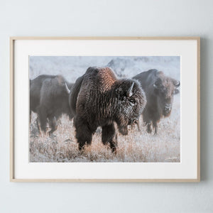 Buffalo Bison wall art canvas – rustic prairie photography print by Debra Gail Fine Art