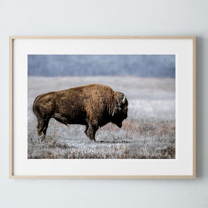 Buffalo Bison wall art canvas – blue tones rustic prairie photography print