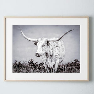 Longhorn wall decor – rustic Western fine art print by Debra Gail Fine Art