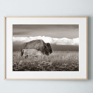 Bison wall art – rustic prairie photography print by Debra Gail Fine Art