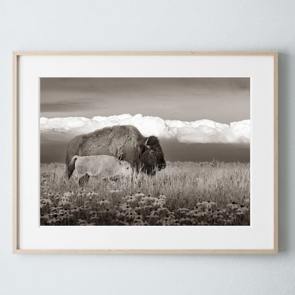 Debra Gail Fine Art Natural Wood Framed Print / 10x8 BUFFALO AND CALF - OKLAHOMA PLAINS PHOTOGRAPHY