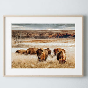 Buffalo wall art – Great Plains bison wildlife wall decor by Debra Gail Fine Art