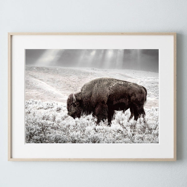 Debra Gail Fine Art Natural Wood Framed Print / 10x8 BUFFALO WALL ART PRINT - NATURE LOVERS DECOR