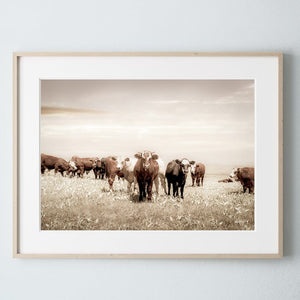 Cattle cow wall decor canvas – farmhouse fine art print by Debra Gail Fine Art