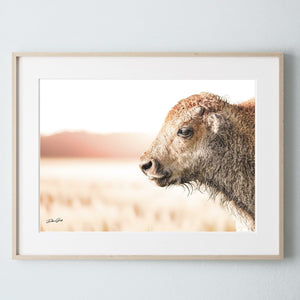 Bison wall art – rustic prairie photography print by Debra Gail Fine Art