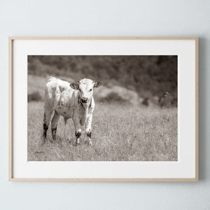Texas Longhorn wall art – Western ranch photography print by Debra Gail Fine Art