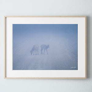 Debra Gail Fine Art Natural Wood Framed Print / 10x8 ELK IN BLUE HOUR FOG - WILDLIFE ART PRINT