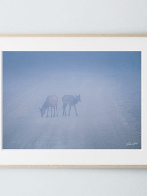 Elk wall art – Western wildlife fine art photography by Debra Gail Fine Art