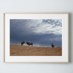 Elk wall art – Western wildlife fine art photography by Debra Gail Fine Art