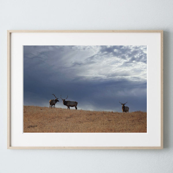 Debra Gail Fine Art Natural Wood Framed Print / 10x8 ELK UNDER STORMY SKIES - KANSAS PHOTOGRAPHY PRINT No. 0733