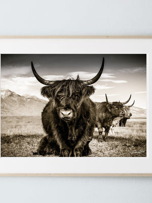 Highland cow wall art – rustic farmhouse fine art print by Debra Gail Fine Art