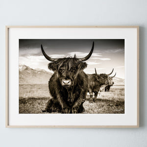 Highland cow wall art – rustic farmhouse fine art print by Debra Gail Fine Art