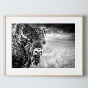 Buffalo wall art – Great Plains wildlife wall decor by Debra Gail Fine Art