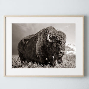 Bison wall art – rustic prairie photography print by Debra Gail Fine Art