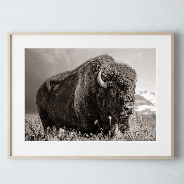 Debra Gail Fine Art Natural Wood Framed Print / 10x8 LARGE BISON WALL ART PRINT OR CANVAS BY DEBRA GAIL