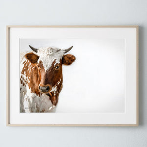 Longhorn cow calf wall decor – rustic Western fine art print by Debra Gail Fine Art