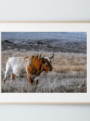 Texas Longhorn wall art – Western ranch photography print by Debra Gail Fine Art
