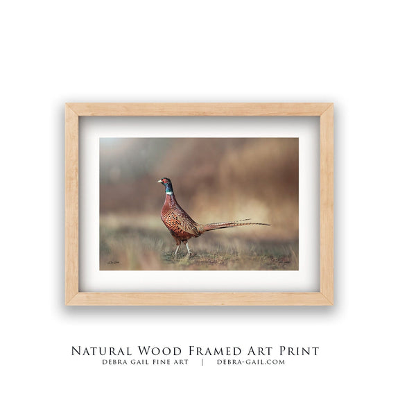 Debra Gail Fine Art Natural Wood Framed Print / 10x8 Pheasant Rooster Art Print | Rustic Wildlife Decor No. 0659