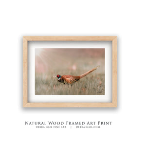 Pheasant wall art – canvas framed print Kansas prairie fine art photography by Debra Gail Fine Art