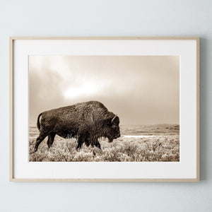 Buffalo neutral Bison wall art canvas – rustic prairie photography print 