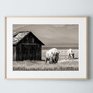 Buffalo Bison wall art canvas – rustic prairie photography print by Debra Gail Fine Art