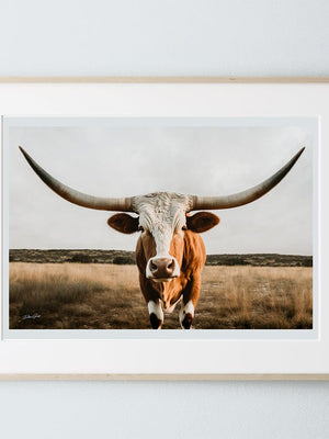 Texas Longhorn wall canvas barnwood framed Western fine art print by Debra Gail Fine Art