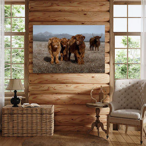 Highland cow wall art – rustic farmhouse fine art print by Debra Gail Fine Art