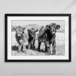 Highland cow wall art – farmhouse decor fine art photography by Debra Gail Fine Art